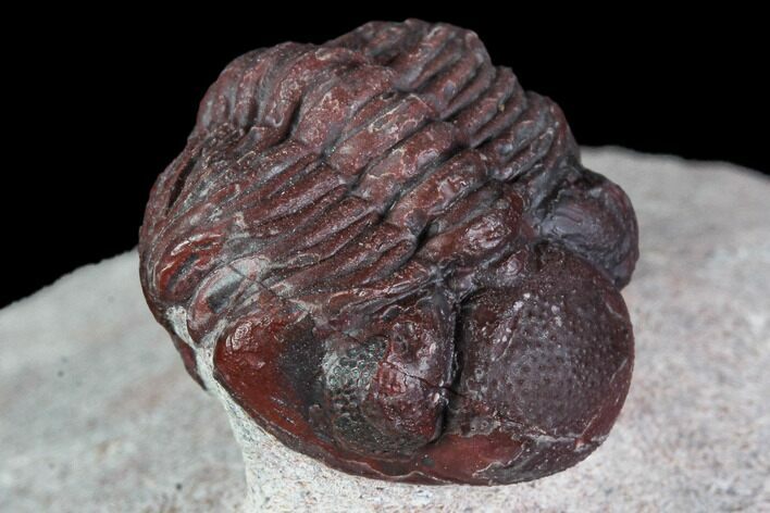 Red Barrandeops Trilobite - Hmar Laghdad, Morocco #108206